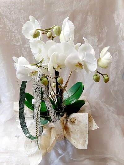 Orchidee im Topf, verschiedene Farben