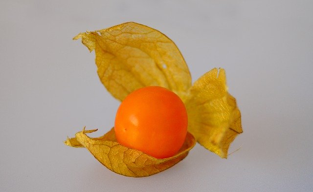 Physalis Schale