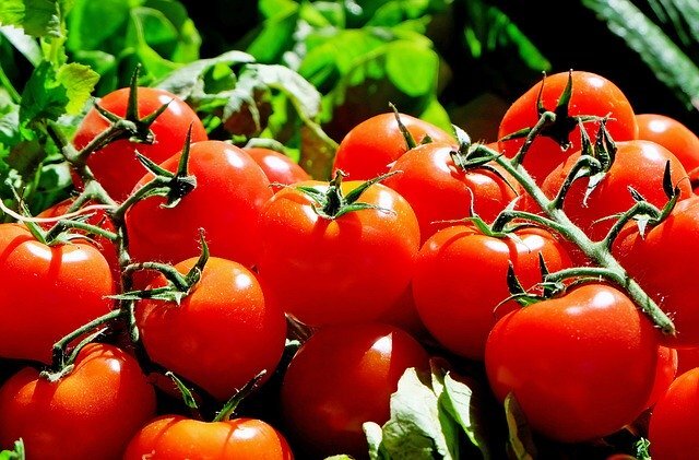 Tomaten Red Pearl Deutsch