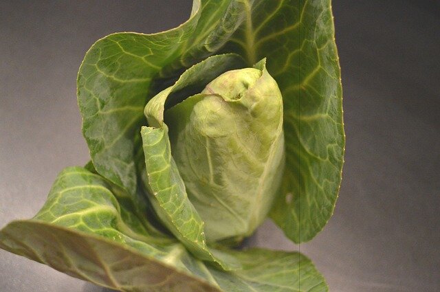 Kohl Spitzkohl Stück D/I